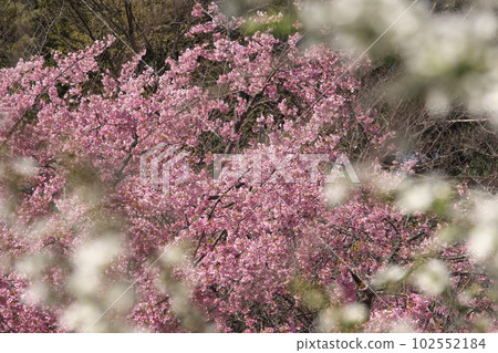 櫻花盛開 櫻花盛開 102552184