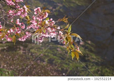 櫻花盛開 櫻花盛開 102552214
