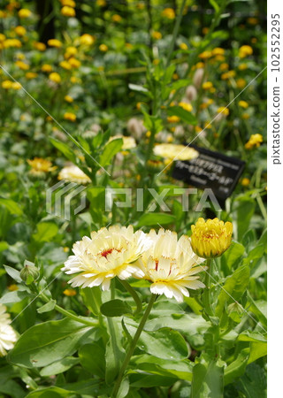 Friendship Spring 102552295