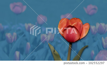 red orange tulips flowers spring ornamental garden in bloom mother card on blue background 102552297