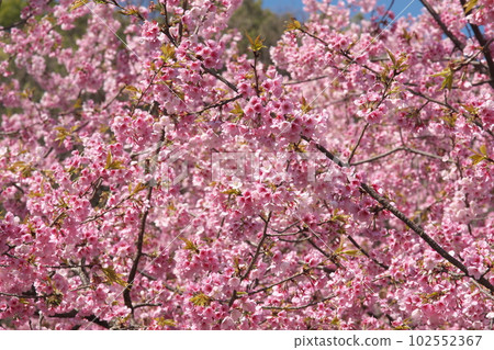 Cherry blossoms in full bloom Cherry blossoms in full bloom 102552367