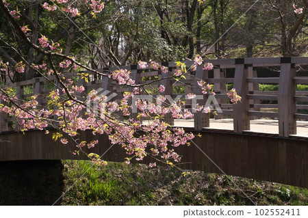 Cherry blossoms in full bloom 102552411
