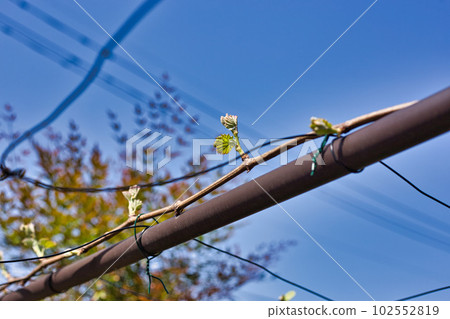 My grape garden for the second year 102552819