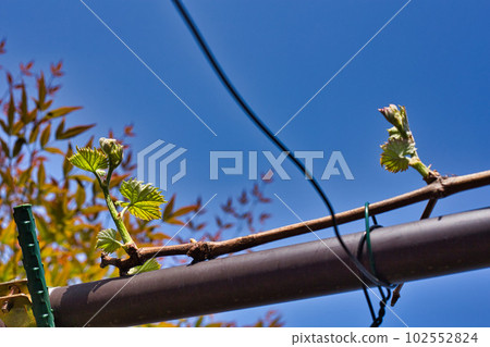 My grape garden for the second year 102552824