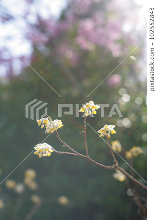Mitsumata flowers and cherry blossoms Mitsumata flowers and cherry blossoms 102552843