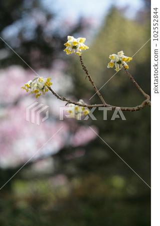 Mitsumata flowers and cherry blossoms Mitsumata flowers and cherry blossoms 102552844