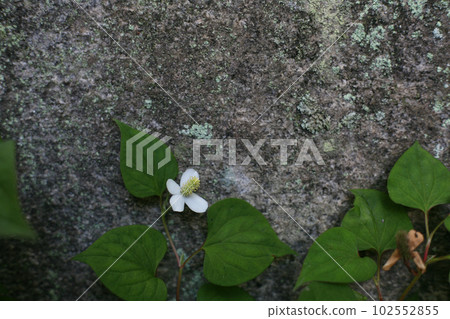 開花在石牆的 Dokudami 花 開花在石牆的 Dokudami 花 102552855