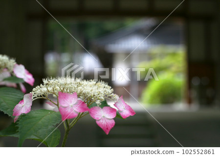 寺門口的繡球花 102552861