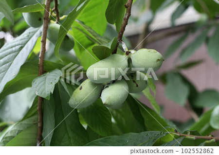 楊樹果實 102552862
