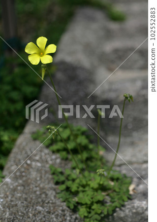 胡同里盛開的酢漿草花 102552883