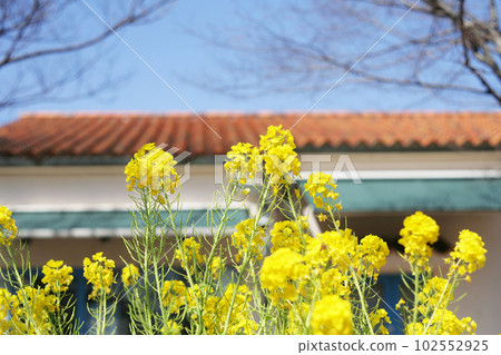 Rape blossoms and Spanish-style white building Rape blossoms and Spanish-style white building 102552925
