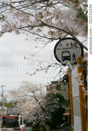 Bus stop and cherry blossoms Bus stop and cherry blossoms 102552936