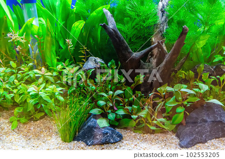 Underwater landscape nature forest style aquarium tank with a