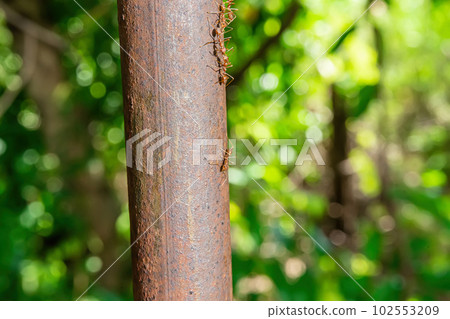 Ants walking on an iron pole 102553209