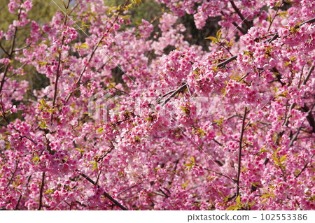 櫻花盛開 櫻花盛開 102553386