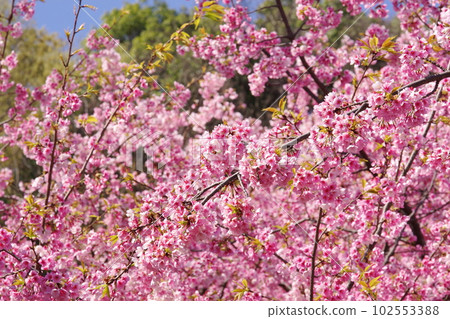 櫻花盛開 櫻花盛開 102553388