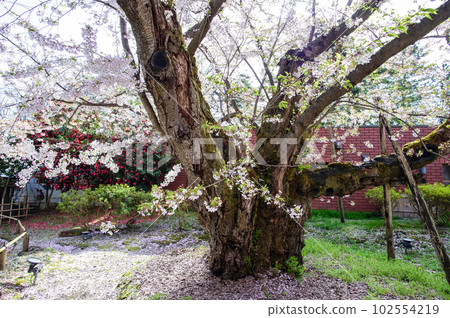 Hirosaki Castle, Aomori Prefecture, Somei Yoshino, the largest perimeter in Japan 102554219