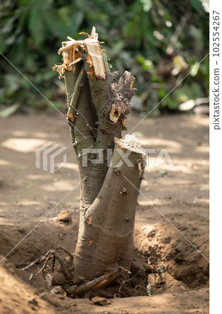 Deforestation home garden theme Deforestation home garden theme 102554267