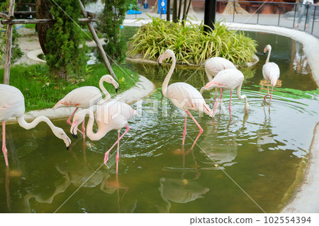 flock of flamingos in the zoo in Sriayuthaya Lion Park , focus selective flock of flamingos in the zoo in Sriayuthaya Lion Park , focus selective 102554394