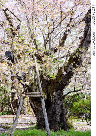 Hirosaki Castle, Aomori Prefecture, Somei Yoshino, the largest perimeter in Japan Hirosaki Castle, Aomori Prefecture, Somei Yoshino, the largest perimeter in Japan 102555237
