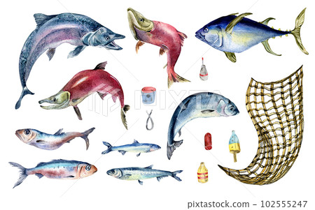 Set of various fresh sea fish watercolor illustration isolated on white. Fish net and tuna, salmon, herring, anchovy hand drawn. Design element for cookbook, signboard, menu, market, packaging Set of various fresh sea fish watercolor illustration isolated on white. Fish net and tuna, salmon, herring, anchovy hand drawn. Design element for cookbook, signboard, menu, market, packaging 102555247