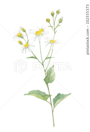 水彩畫的白山菊和白山菊 102555373
