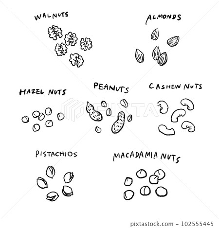 各種堅果的插圖集 102555445
