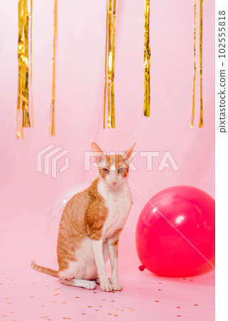 Funny purebred cat cornish rex for a birthday with balloons and a gift on a pink background 102555818