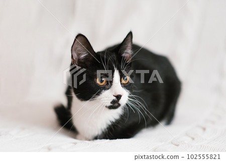 Cute black and white cat looking at the camera in bed 102555821