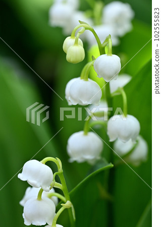 Lily of the valley 102555823