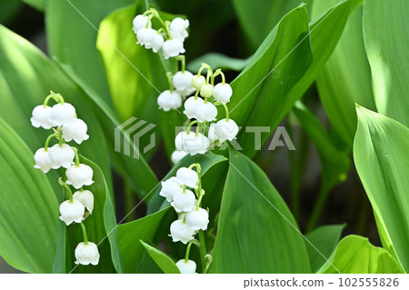 Lily of the valley 102555826