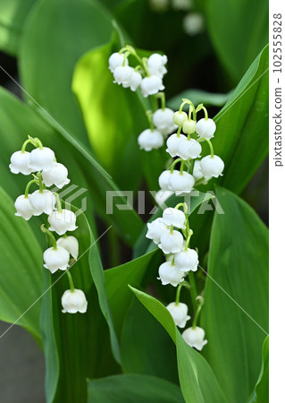 Lily of the valley 102555828