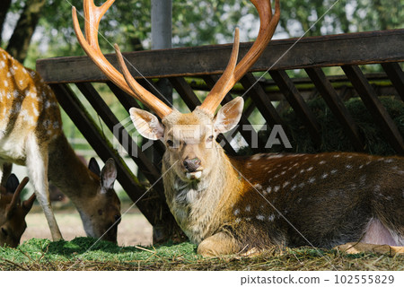 Male deer with antlers lies surrounded by other deer in a zoo or zoo corner 102555829