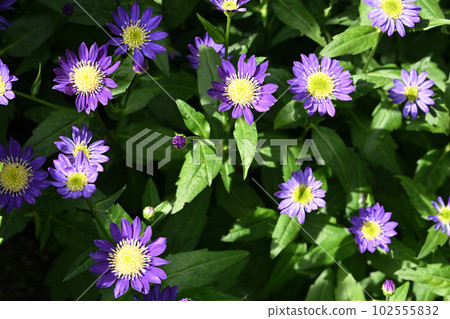 Miyako Wasure Miyako Wasure 102555832