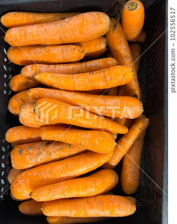 stack of fresh carrots in plastic container in market. Top view stack of fresh carrots in plastic container in market. Top view 102556517