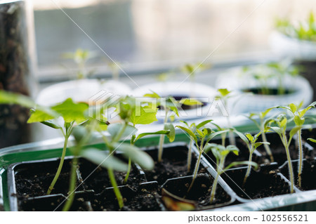 small pots with plugs of tomatoes and pepper culivating on window sill. Home gardening concept small pots with plugs of tomatoes and pepper culivating on window sill. Home gardening concept 102556521