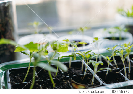 small pots with plugs of tomatoes and pepper culivating on window sill. Home gardening concept 102556522