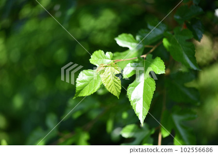 桑白皮幼葉 102556686