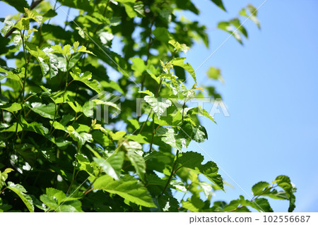 桑白皮幼葉 102556687