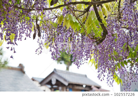 紫藤盛開的和田八幡宮 紫藤盛開的和田八幡宮 102557226