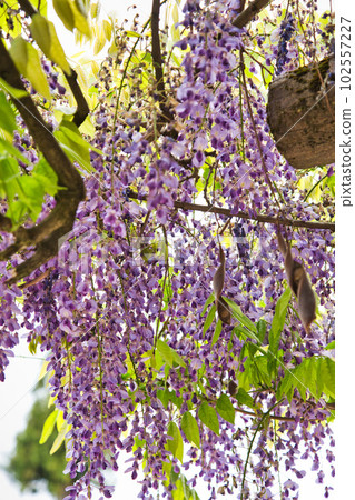 Wada Hachimangu Shrine where wisteria blooms Wada Hachimangu Shrine where wisteria blooms 102557227