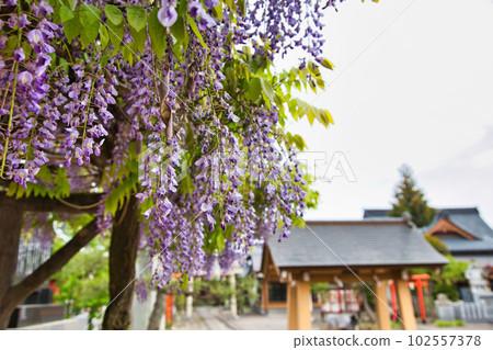 Wada Hachimangu Shrine where wisteria blooms Wada Hachimangu Shrine where wisteria blooms 102557378