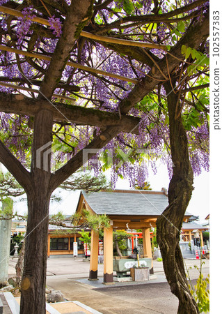 Wada Hachimangu Shrine where wisteria blooms 102557383