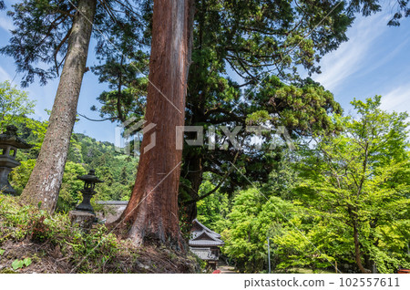 大杉樹：滋賀縣大津市坂本 102557611