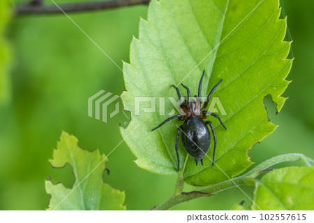 年輕蜘蛛蜘蛛 102557615