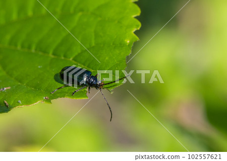 Stag beetle Stag beetle 102557621