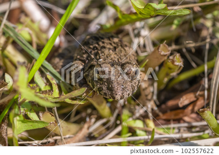 Frog frog Frog frog 102557622