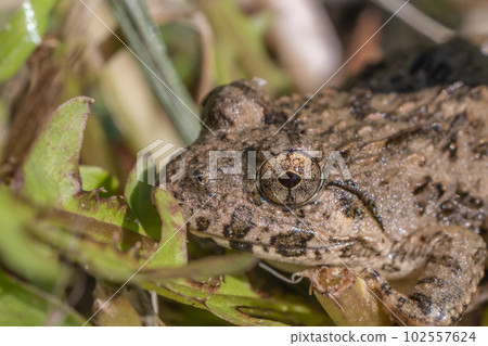 Frog frog Frog frog 102557624
