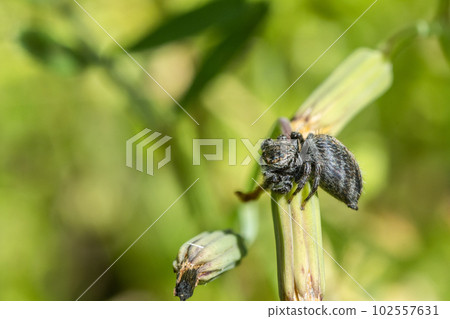 Jumping spider (cat fly) 102557631