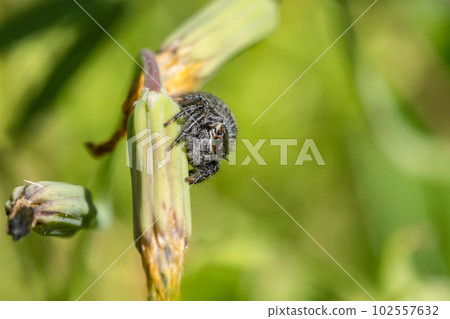 Jumping spider (cat fly) 102557632